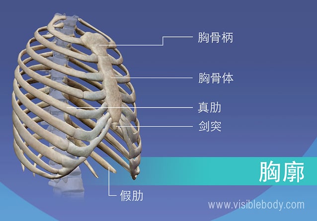 胸腔内胸骨柄、真假肋、胸骨和剑突